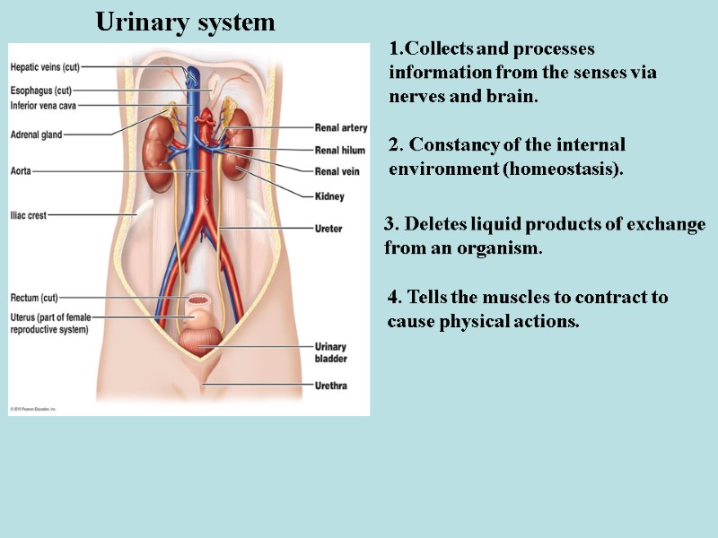 Urinary system 1.Collects and processes information from the senses via nerves and brain. 2.